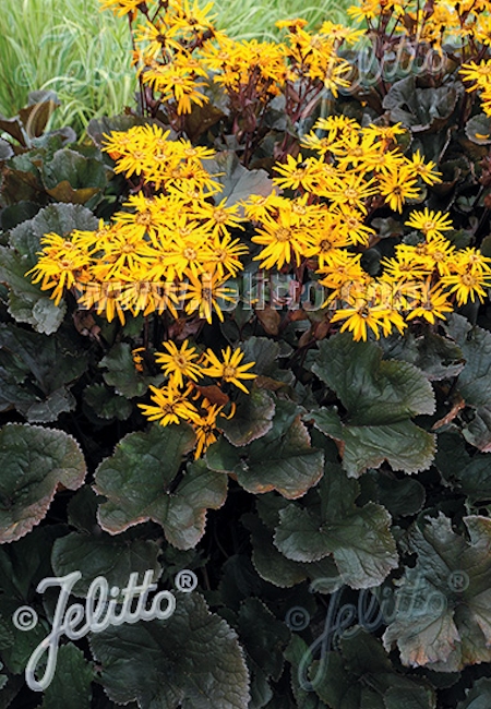 Ligularia dentata 'Midnight Lady', kallionauhus